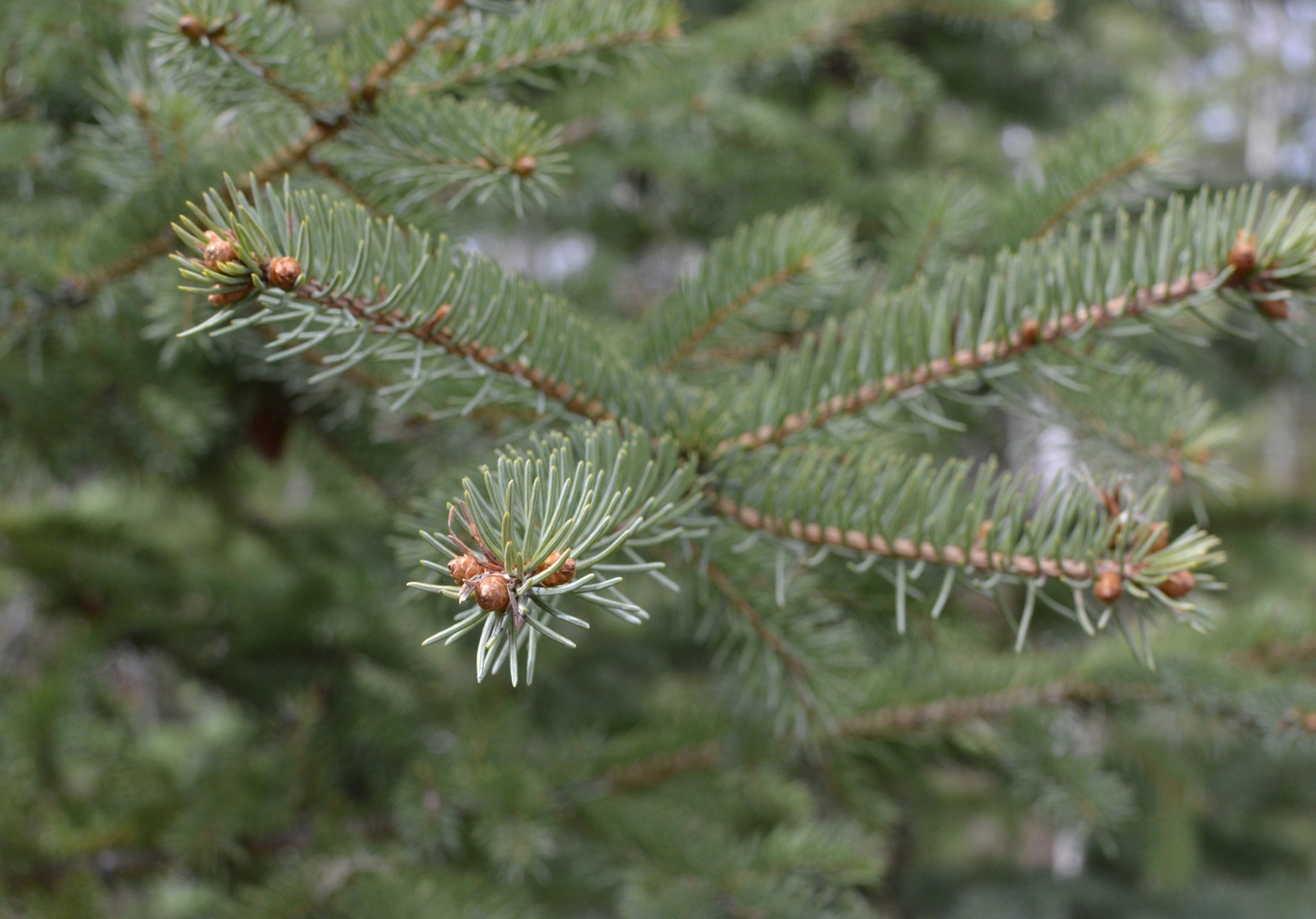 Wild Spruce Resin Salve - Sakina Botanicals